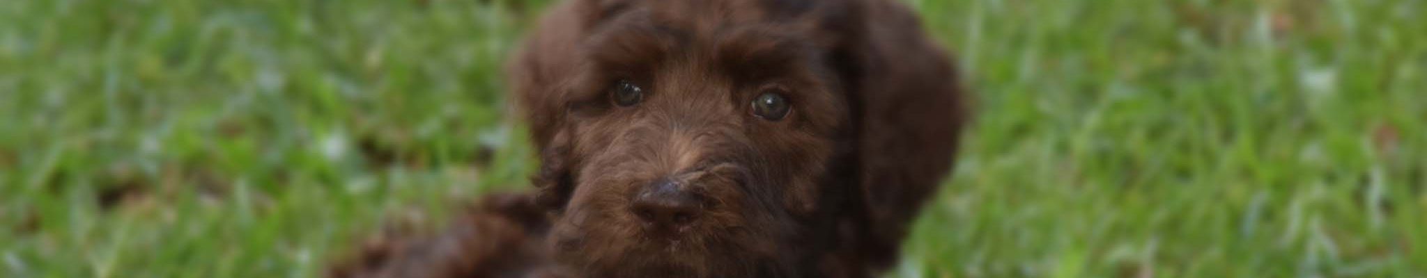 Tumnis Cover Photo 02